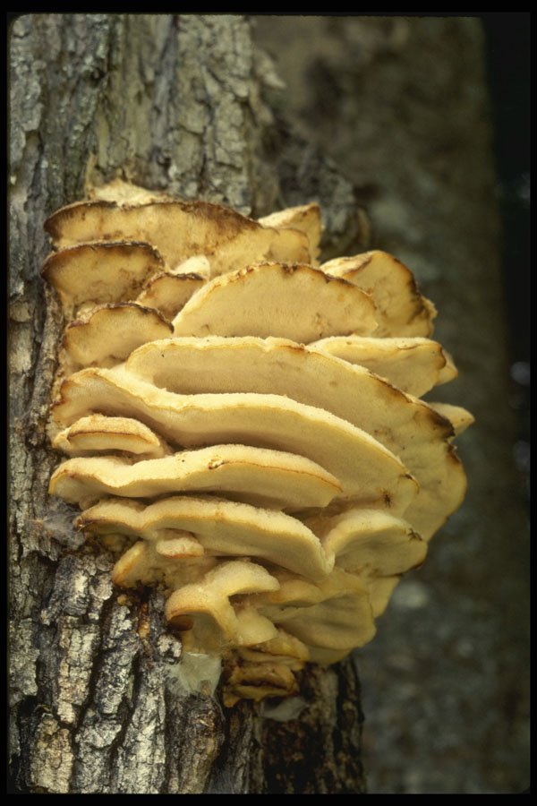 208068 Steccherinum Septentrionale A4 Photo Print