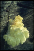 208069 Hydnum Caput Ursi A4 Photo Print