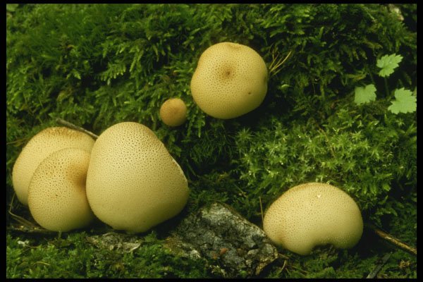 208070 Lycoperdon Pyriforme A4 Photo Print