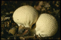 208071 Lycoperdon Perlatum A4 Photo Print