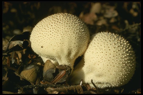 208071 Lycoperdon Perlatum A4 Photo Print