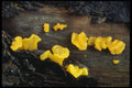 208072 Tremella Mesenterica A4 Photo Print