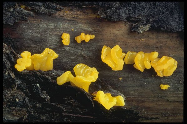 208072 Tremella Mesenterica A4 Photo Print