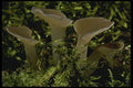 208073 Pseudohydnum Gelatinosum A4 Photo Print