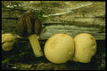 208074 Verpa Conica And Lycoperdon Species A4 Photo Print