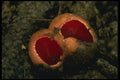 208075 Sarcoscypha Coccinea A4 Photo Print