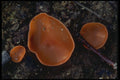 208076 Peziza Aurantia A4 Photo Print