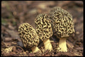 208078 Morchella Deliciosa A4 Photo Print