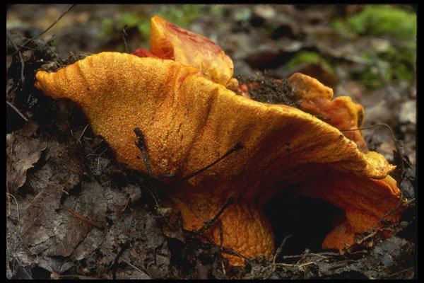 208079 Hypomyces Lactifluorum A4 Photo Print