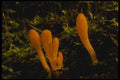 208080 Microglossum Rufum A4 Photo Print