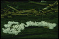 208081 Ceratiomyxa Fruticulosa A4 Photo Print
