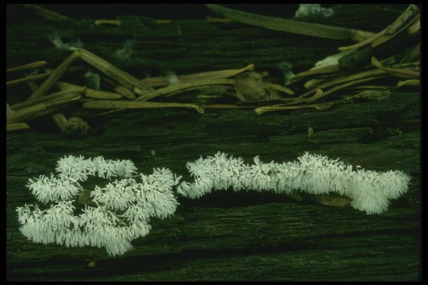 208081 Ceratiomyxa Fruticulosa A4 Photo Print