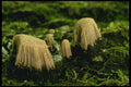 208082 Stenonitis Fusca A4 Photo Print