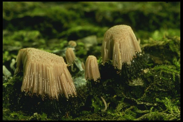 208082 Stenonitis Fusca A4 Photo Print