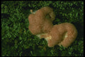 208083 Fuligo Septica A4 Photo Print