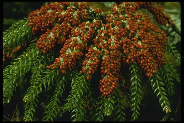 208084 Leocarpus Fragilis On Ground Cedar A4 Photo Print