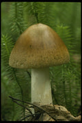 208085 Amanita Fulva A4 Photo Print