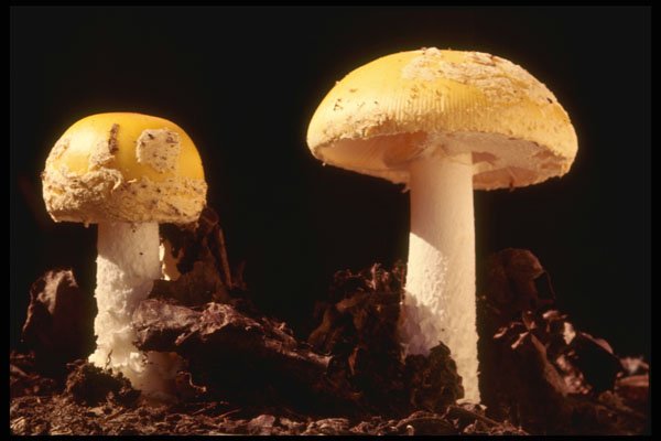 208086 Amanita Muscaria A4 Photo Print