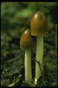 208087 Amanita Fulva Duo A4 Photo Print