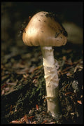 208088 Amanita Vaginata A4 Photo Print