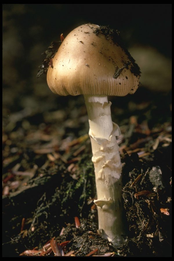 208088 Amanita Vaginata A4 Photo Print