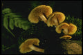 208089 Omphalotus Olearius A4 Photo Print