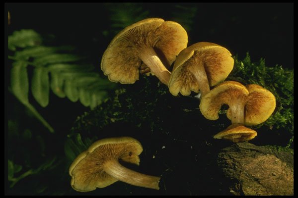 208089 Omphalotus Olearius A4 Photo Print