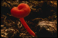 208090 Hygrophorus Miniatus A4 Photo Print