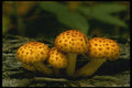 208091 Pholiota Squarrosa A4 Photo Print