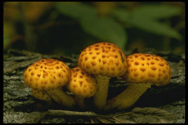 208091 Pholiota Squarrosa A4 Photo Print