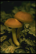 208092 Collybia Dryphila A4 Photo Print