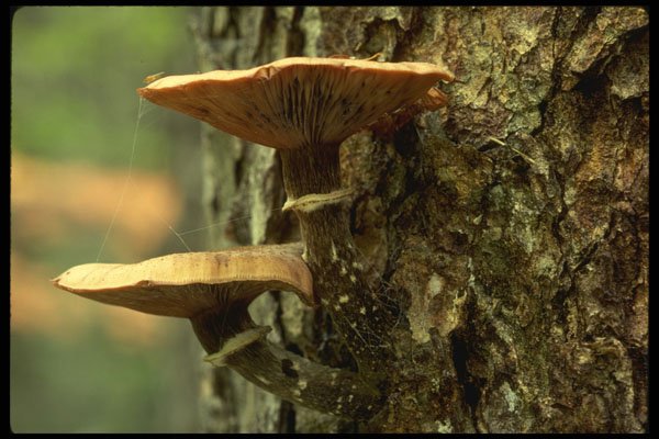208093 Armillaria Mellea A4 Photo Print
