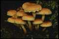 208094 Naematoloma Subateritum A4 Photo Print