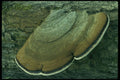 208095 Ganoderma Applanatum A4 Photo Print