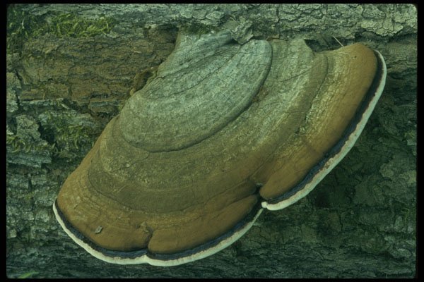 208095 Ganoderma Applanatum A4 Photo Print