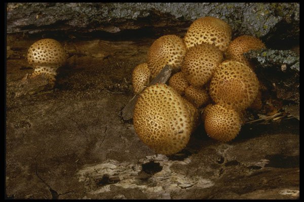 208096 Pholiota Squarrosoides A4 Photo Print