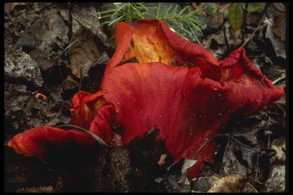 208097 Pypomyces Lactifluorum A4 Photo Print