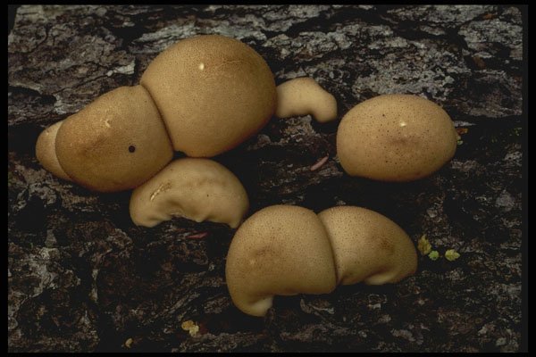 208098 Lycoperdon Pyriforme A4 Photo Print
