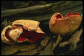 208099 Sarcoscypha Coccinae A4 Photo Print