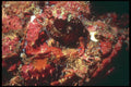 209001 Spotted Scorpion Fish A4 Photo Print