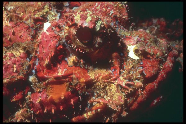 209001 Spotted Scorpion Fish A4 Photo Print