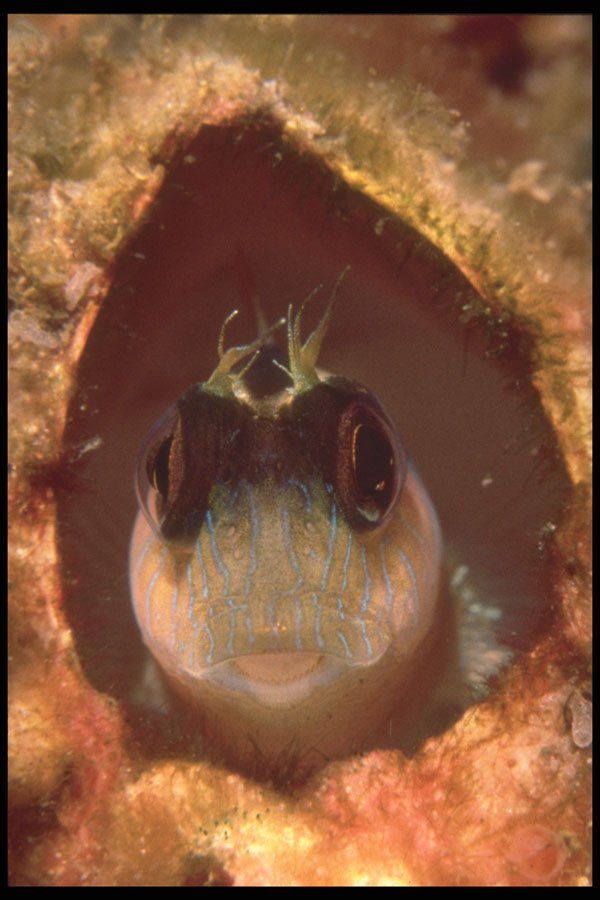 209002 Blenny A4 Photo Print