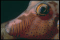 209004 Sharpnose Puffer A4 Photo Print
