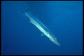 209005 Great Barracuda A4 Photo Print