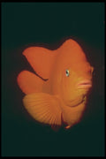 209006 Garibaldi A4 Photo Print
