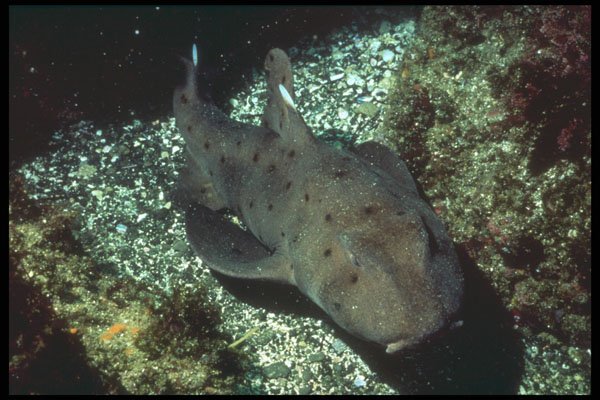 209008 Horn Shark A4 Photo Print