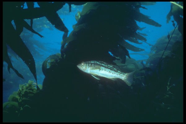 209009 Kelp Bass A4 Photo Print