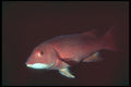 209010 California Sheephead A4 Photo Print