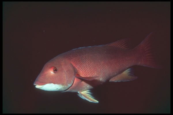 209010 California Sheephead A4 Photo Print