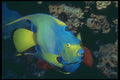 209012 Queen Angelfish A4 Photo Print
